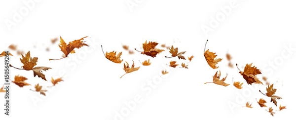 Fototapeta leaf leaves isolated autumn winter season background falling fall platanus tree wid air w