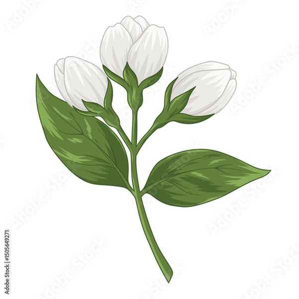 Obraz jasmine flowers isolated on white background