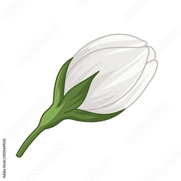 Obraz jasmine flower isolated on white background