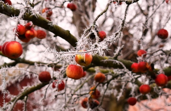 Fototapeta Winter apples