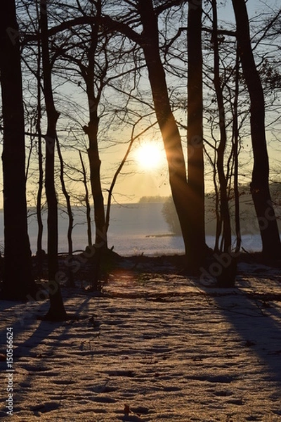 Obraz Sun set in forest