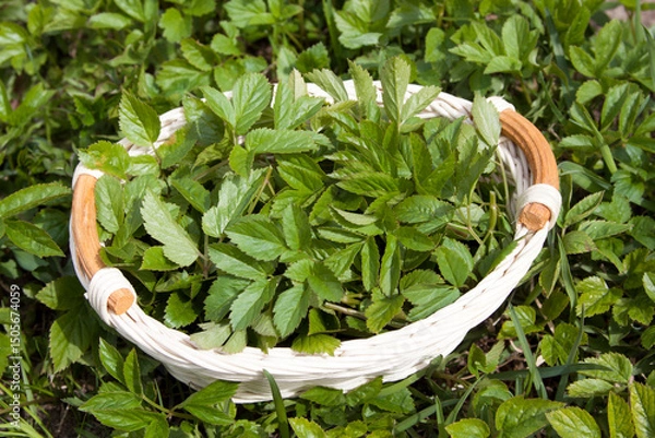 Obraz Aegopodium podagraria in a white basket during collection