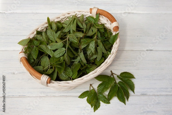 Obraz Aegopodium podagraria in a white basket on a white table