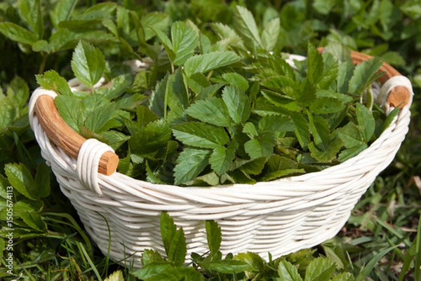 Obraz Collecting young leaves of common goutweed in a basket