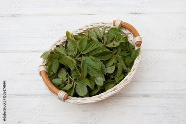 Obraz Aegopodium podagraria in a white basket
