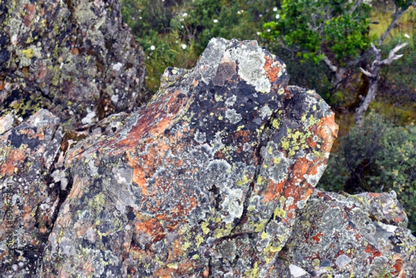 Fototapeta Various crustose lichens growing on rocks