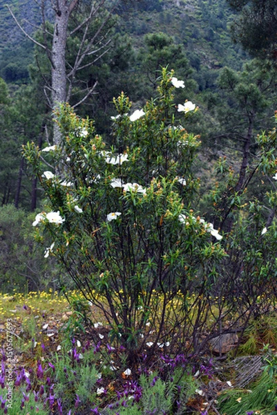 Fototapeta The Mediterranean shrub Cistus ladanifer with its white flowers in spring