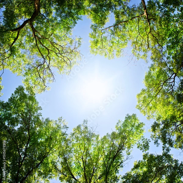 Obraz View of tree crowns and sunny sky. Summer forest landscape.