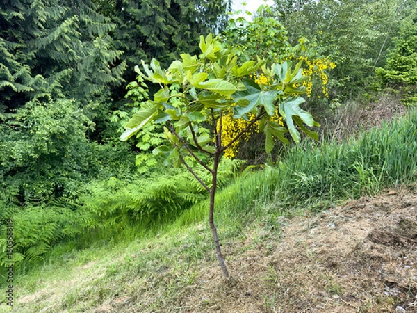 Fototapeta Newly planted fig fruit tree in field during late spring
