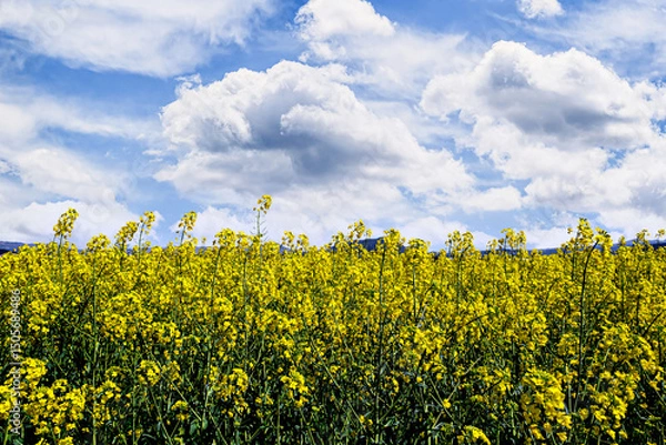 Obraz Colorful yellow rapeseed flower field (Brassica Napus)	
