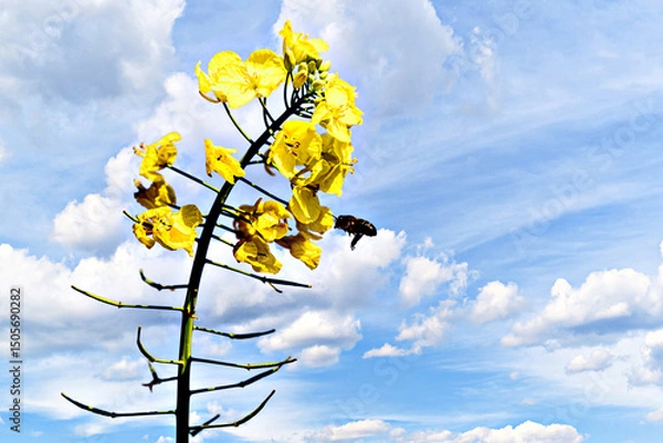 Obraz A bee pollinating a plant in a field of yellow rapeseed (Brassica napus) flowers.	