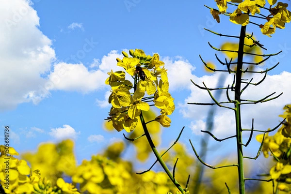 Obraz A bee pollinating a plant in a field of yellow rapeseed (Brassica napus) flowers.	