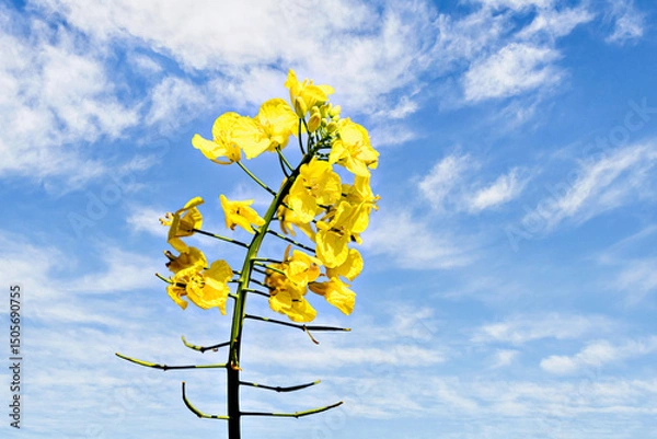 Obraz Branch of yellow rapeseed (Brassica napus) flowers in a field under a blue sky