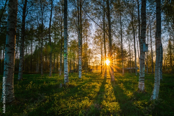 Fototapeta Golden sunset casting a warm glow over a birch tree forest in Sweden during the enchanting White Nights, creating a tranquil and idyllic atmosphere filled with serene beauty.