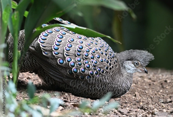 Fototapeta grey peacock pheasant