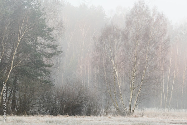 Fototapeta A frosty, sunny and foggy morning with a view of the forest
