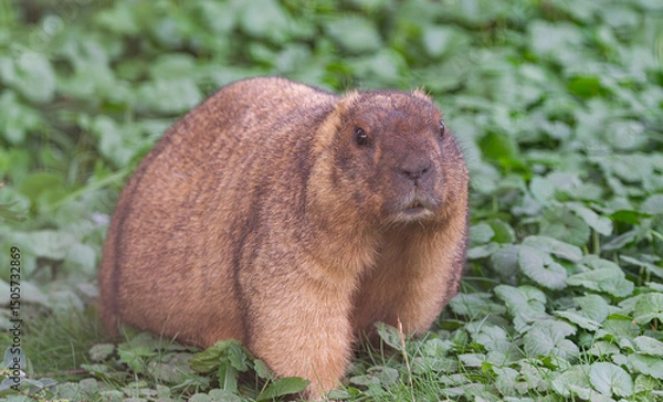Obraz bobak marmot, (Marmota bobak), standing on a surface with green grasses