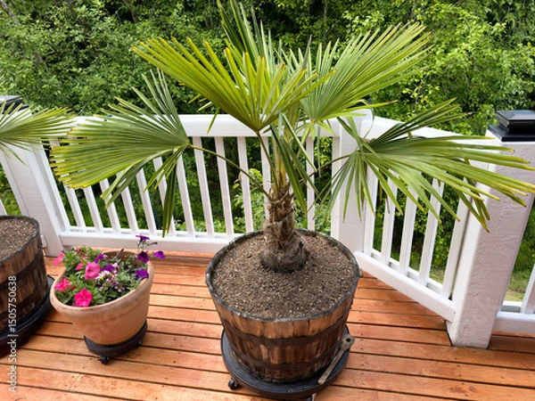 Fototapeta Healthy windmill palm tree in large wooden barrel pot on home deck during spring