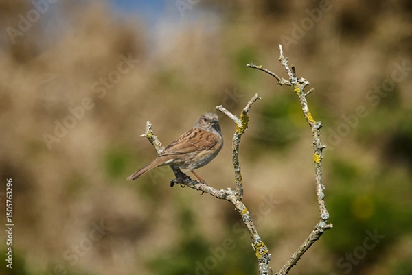 Fototapeta A male Dunnock (Prunella modularis) or Hedge Accentor on a tree branch against a soft background.