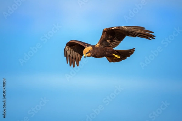 Fototapeta Western Marsh Harrier flying over wetland reeds