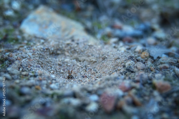 Fototapeta Antlion predator lurking patiently in its sandy pit
