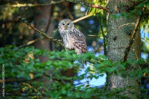 Fototapeta Ural owl perched in a forest tree