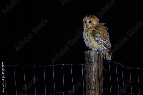 Fototapeta Tawny owl resting on a tree branch