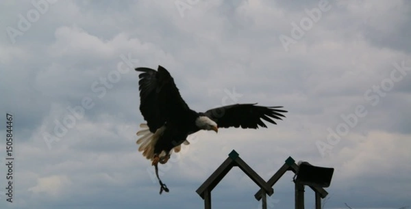 Fototapeta An American Bald Eagle in flight