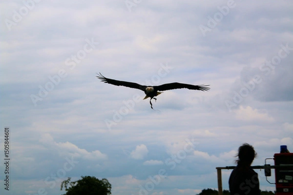 Fototapeta An American Bald Eagle in flight