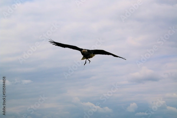 Fototapeta An American Bald Eagle in flight