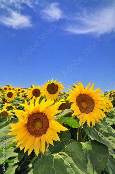 Obraz sunflower field