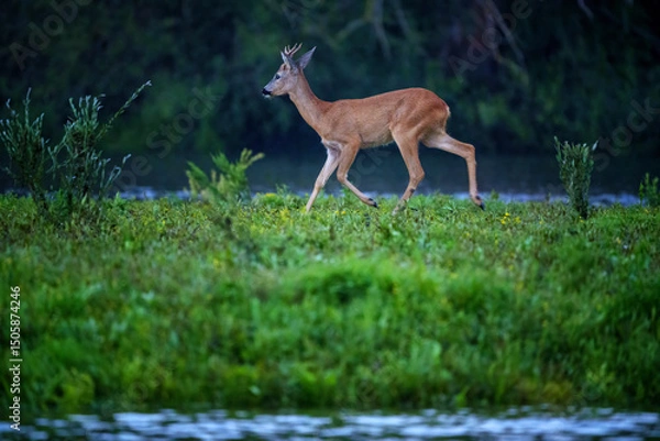 Fototapeta European roe deer buck standing alert in summer meadow