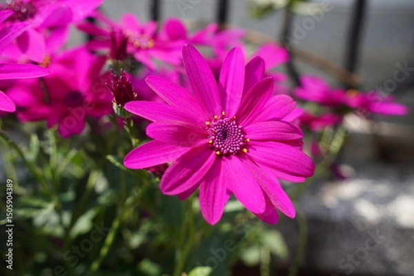 Fototapeta pink magenta colour flowers in park gardens. summer blooming vibrant flowers