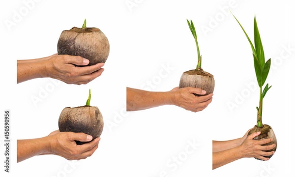 Obraz seedling of coconut tree isolate