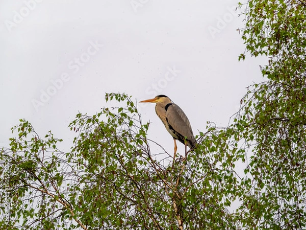 Obraz Gray Heron bird sitting on tree branch