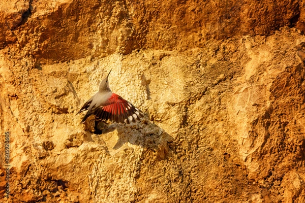 Fototapeta Wallcreeper climbing rocky cliff face in alpine habitat