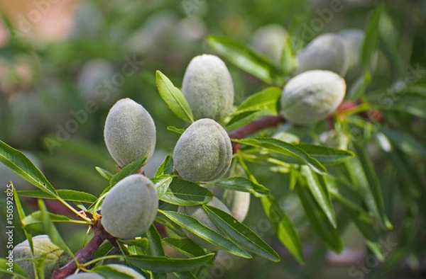 Fototapeta Unrape almond on a tree in Spanish forest. Prunus dulcis.