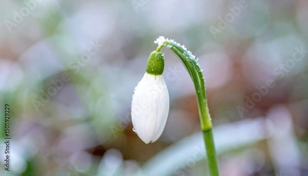 Fototapeta Delicate Snowdrop Flower with Frost Close Up Macro  of a Single Spring Bloom in Nature