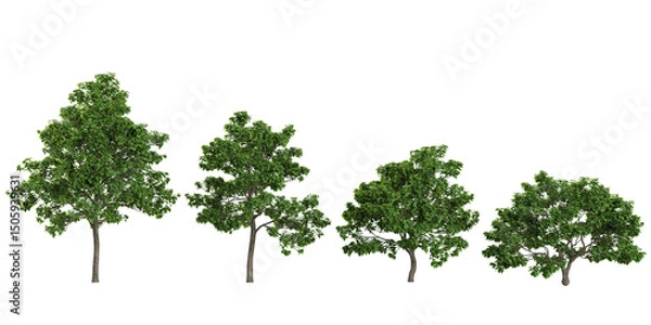 Fototapeta set of Catalpa trees on transparent background