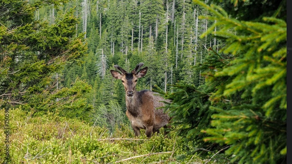 Obraz OLYMPUS DIGITAL CAMERA