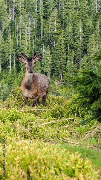 Obraz OLYMPUS DIGITAL CAMERA