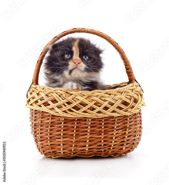 Obraz Kitten in a basket.