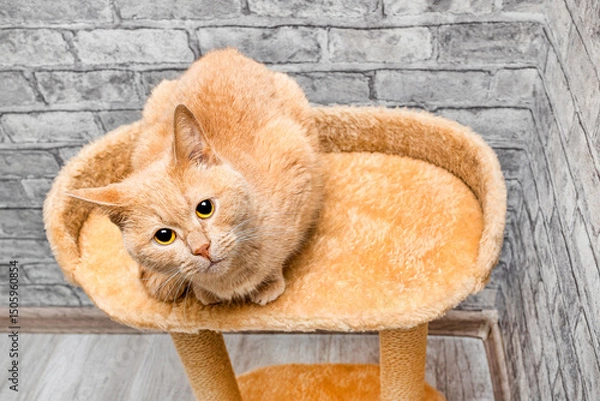 Fototapeta a ginger cat sits on the top tier of a play complex. play complex for cats. 