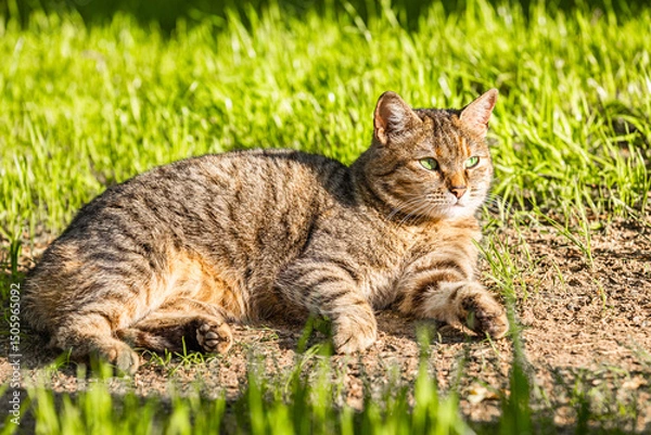 Fototapeta tortoiseshell cat lying on lawn, close-up. a homeless cat is lying on the lawn