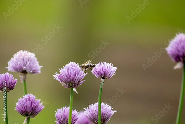 Obraz Bee is pollinating chives blossoms