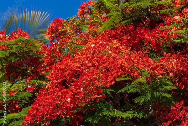 Fototapeta Beautiful tree with red flowers - Delonix regia