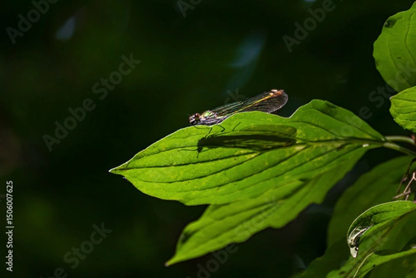 Fototapeta The female dragonfly the Damselfly or Dark-winged Damselfly (Calopteryx virgo), illuminated by sunlight, sits on a green leaf, on which the shadow of the dragonfly is clearly visible.