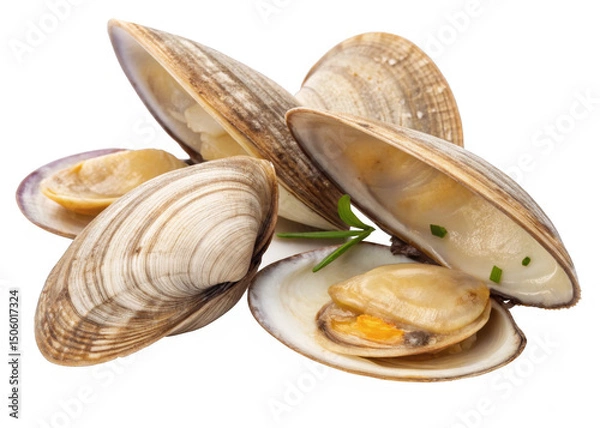 Fototapeta clams  on a isolated transparent background