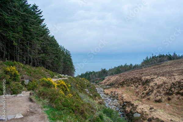 Fototapeta Mourne Mountains in Newcastle, Northern Ireland. View on Mountain, Forest and Irish Sea from above
