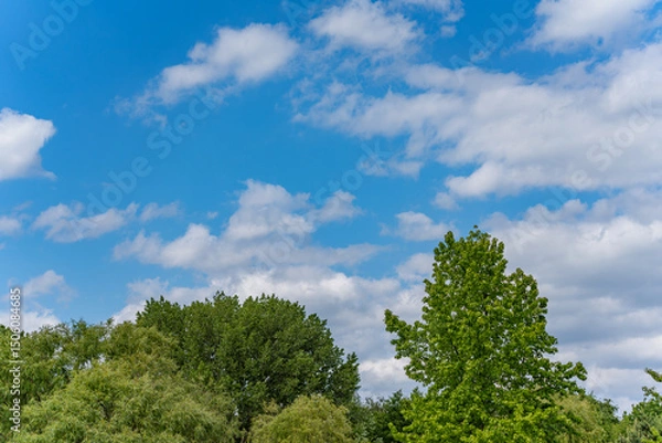 Fototapeta A wide view of treetops under a summer sky. The vibrant green tones of the trees contrast with the blue and white of the clouds.